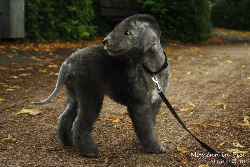 Antares 2009-08-01 & 02.JPG